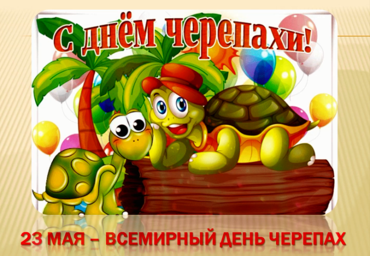 Всемирный день черепахи.